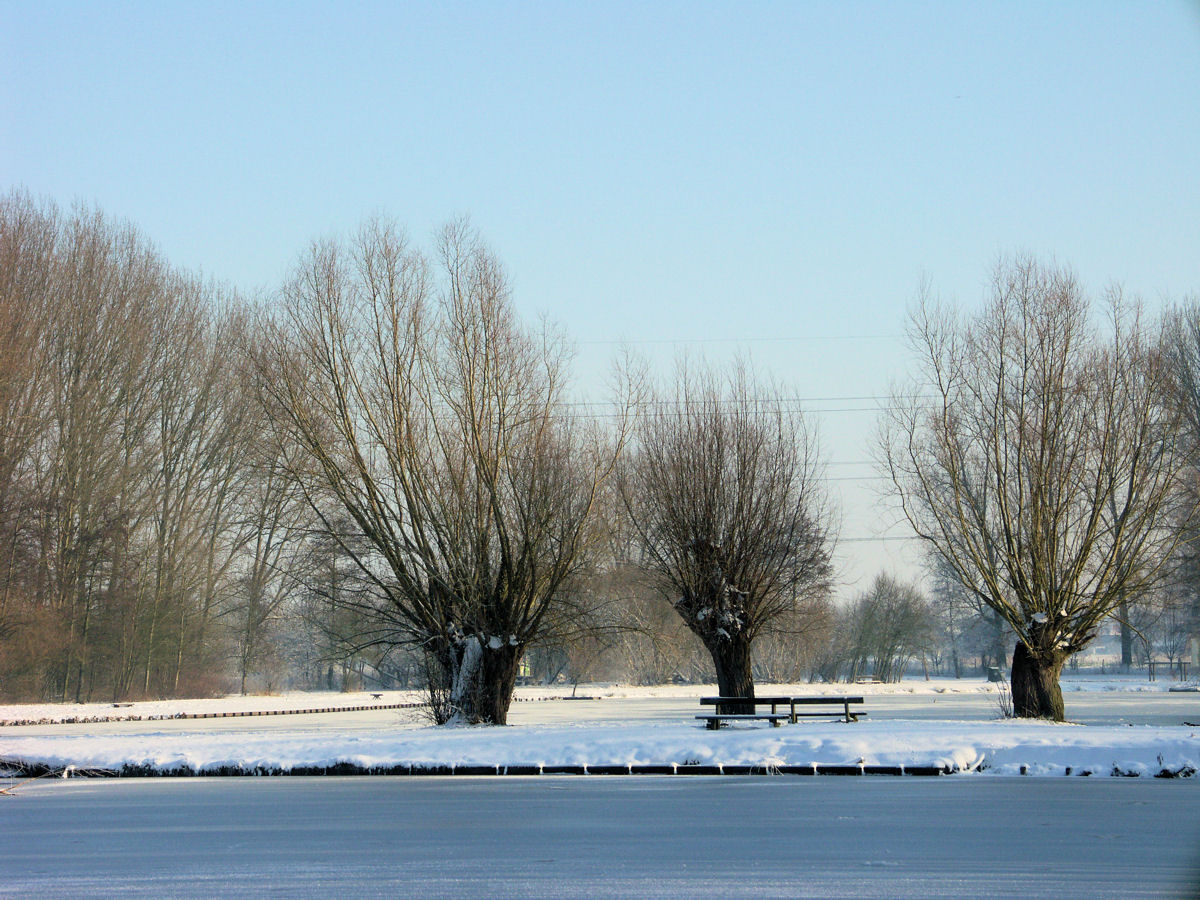 Willems sous la neige